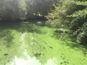Chowan River, Cyanobacterial Freshwater Bloom, 2019