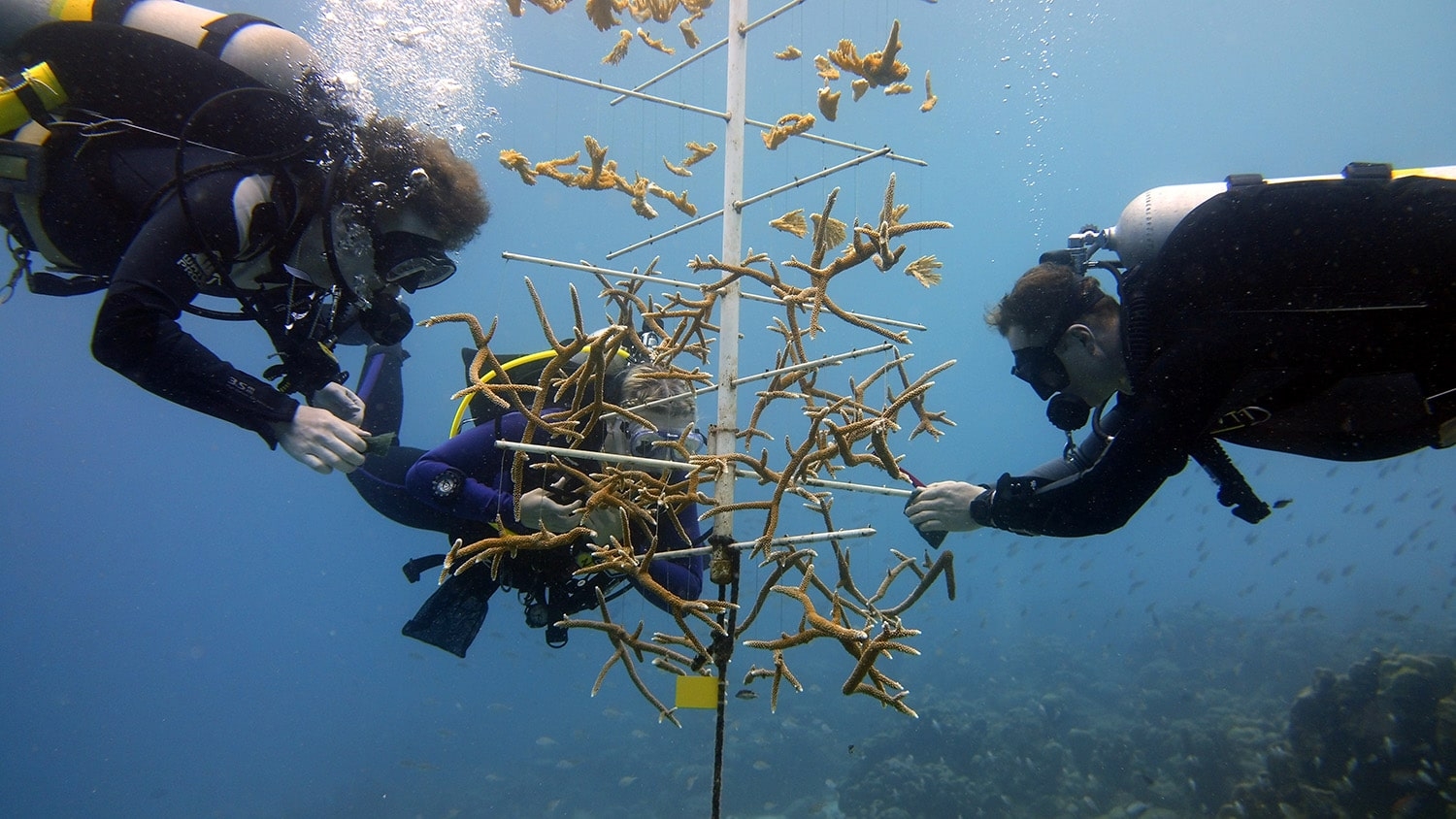 Three scuba divers explore the Calabas Reef in Bonaire