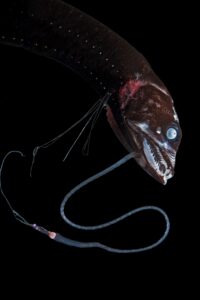 Deep sea blackfish