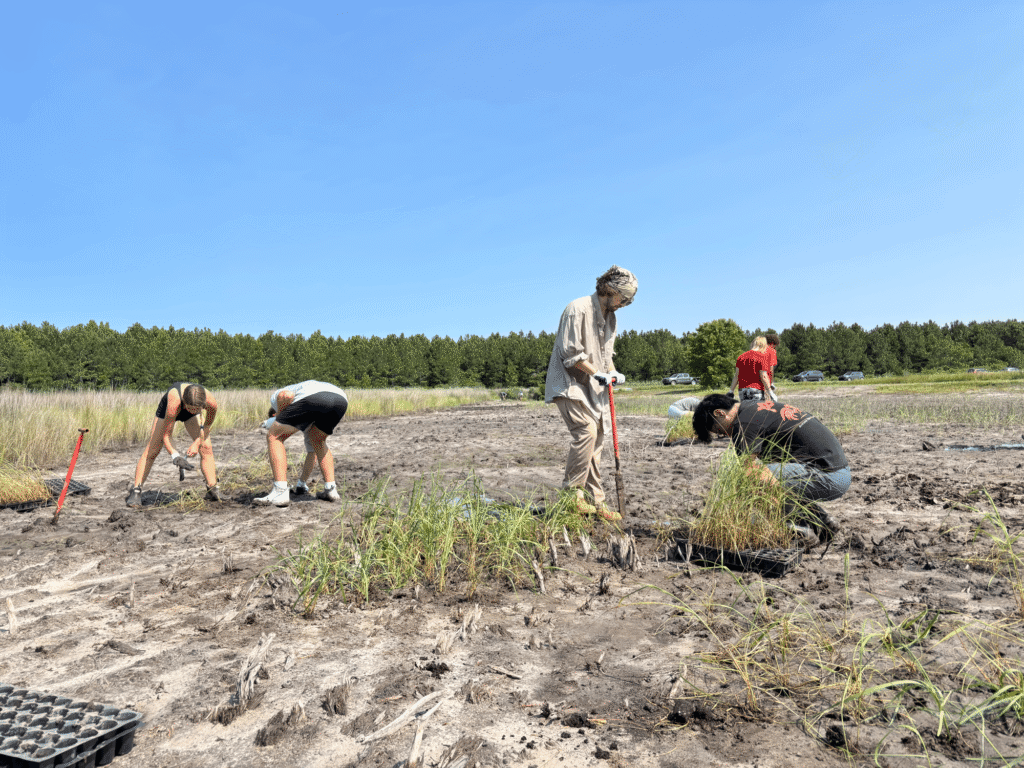 Five students insert dibble bars into the ground and plant small plugs