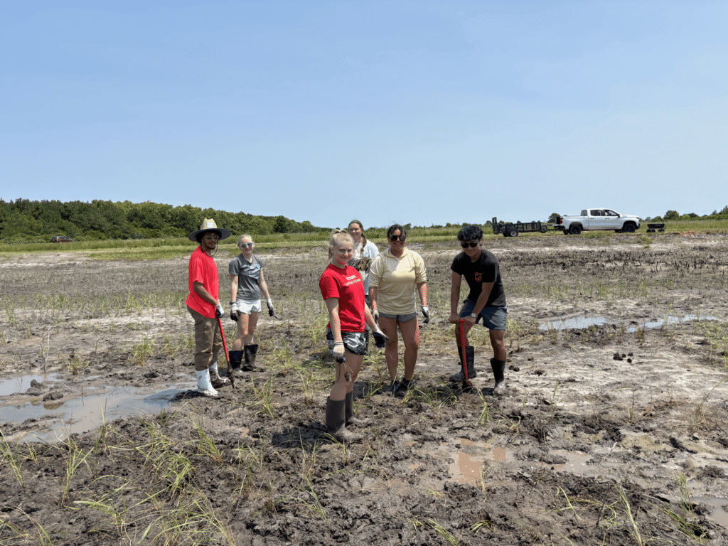 Six students stand in on muddy ground, inserting dibble bars and plant plugs into the ground.