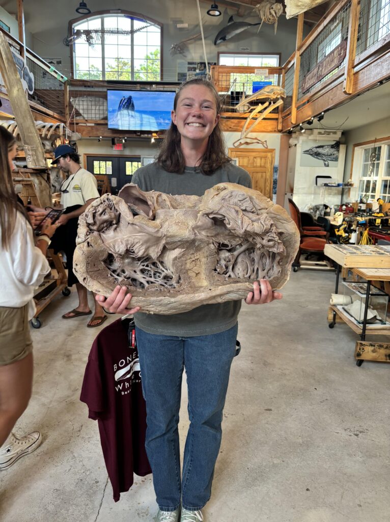 Bryn Fleming holds a preserved whale heart at Bonehenge Whale Center