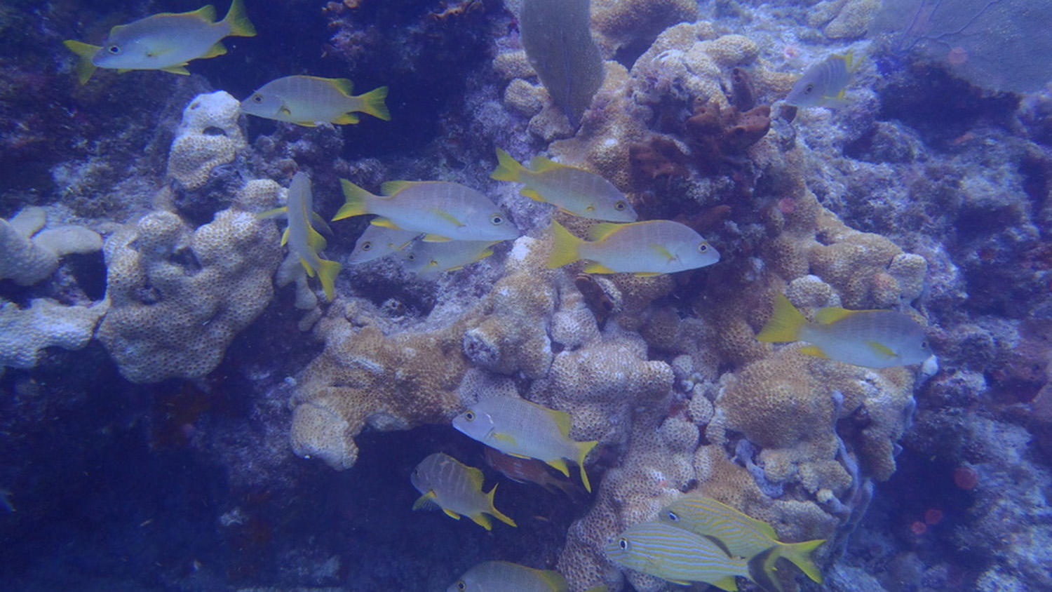 Fish