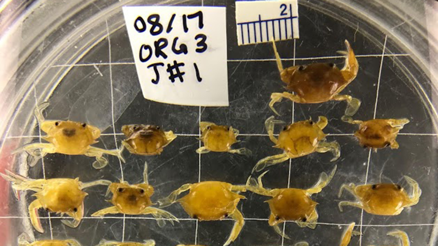 Small Crabs